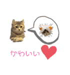 シャルちゃんとルナちゃんスタンプ（個別スタンプ：32）