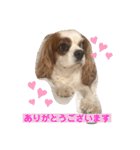 キャバリア♡オリバー③（個別スタンプ：1）