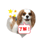 キャバリア♡オリバー③（個別スタンプ：2）