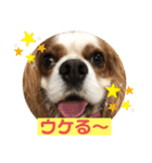 キャバリア♡オリバー③（個別スタンプ：3）