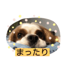 キャバリア♡オリバー③（個別スタンプ：6）
