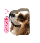 キャバリア♡オリバー③（個別スタンプ：7）