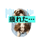 キャバリア♡オリバー③（個別スタンプ：9）