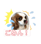 キャバリア♡オリバー③（個別スタンプ：10）