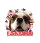 キャバリア♡オリバー③（個別スタンプ：11）