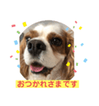 キャバリア♡オリバー③（個別スタンプ：15）
