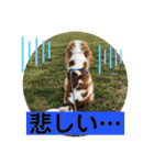 キャバリア♡オリバー③（個別スタンプ：23）