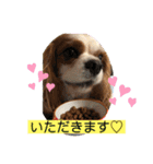 キャバリア♡オリバー③（個別スタンプ：24）
