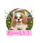 キャバリア♡オリバー③（個別スタンプ：27）