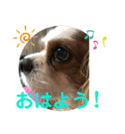 キャバリア♡オリバー③（個別スタンプ：29）