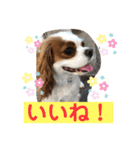 キャバリア♡オリバー③（個別スタンプ：33）