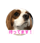 キャバリア♡オリバー③（個別スタンプ：34）