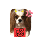 キャバリア♡オリバー③（個別スタンプ：35）