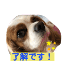 キャバリア♡オリバー③（個別スタンプ：36）