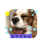 キャバリア♡オリバー③（個別スタンプ：37）