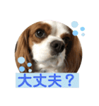 キャバリア♡オリバー③（個別スタンプ：38）