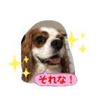 キャバリア♡オリバー③（個別スタンプ：39）