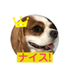 キャバリア♡オリバー③（個別スタンプ：40）