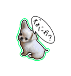 にこの日常part1（個別スタンプ：4）