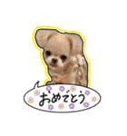 にこの日常part1（個別スタンプ：16）