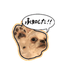 にこの日常part1（個別スタンプ：23）