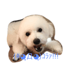 プードル我が家（個別スタンプ：4）