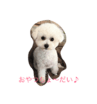 プードル我が家（個別スタンプ：6）