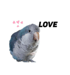 オキナインコ①＋②（個別スタンプ：2）