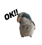オキナインコ①＋②（個別スタンプ：3）