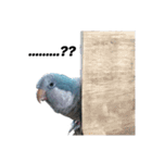 オキナインコ①＋②（個別スタンプ：5）