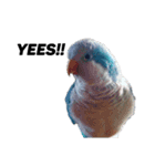 オキナインコ①＋②（個別スタンプ：6）