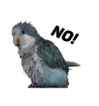 オキナインコ①＋②（個別スタンプ：7）