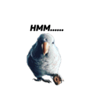 オキナインコ①＋②（個別スタンプ：8）