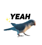 オキナインコ①＋②（個別スタンプ：10）
