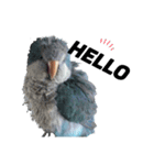 オキナインコ①＋②（個別スタンプ：11）