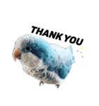 オキナインコ①＋②（個別スタンプ：12）