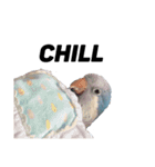 オキナインコ①＋②（個別スタンプ：13）