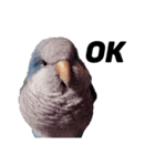 オキナインコ①＋②（個別スタンプ：15）
