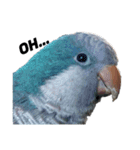オキナインコ①＋②（個別スタンプ：16）
