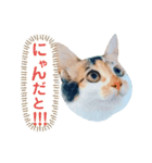 YOINA（個別スタンプ：1）