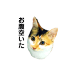 YOINA（個別スタンプ：6）