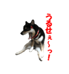 黒柴犬 空人（個別スタンプ：3）