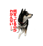 黒柴犬 空人（個別スタンプ：4）