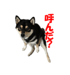 黒柴犬 空人（個別スタンプ：5）