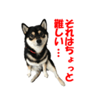 黒柴犬 空人（個別スタンプ：6）