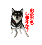 黒柴犬 空人（個別スタンプ：7）