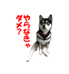 黒柴犬 空人（個別スタンプ：8）