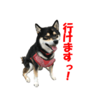 黒柴犬 空人（個別スタンプ：11）