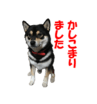 黒柴犬 空人（個別スタンプ：12）