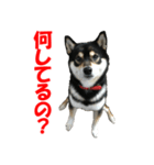 黒柴犬 空人（個別スタンプ：14）